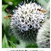Two Scottish Bees
