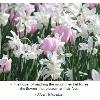 White daffodils and pink tulips