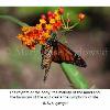Monarch Butterfly