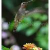 Hummingbird at Balboa Park
