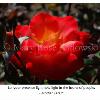 Red rose with bud