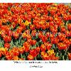 Orange Tulipds