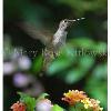 Hummingbird in Balboa Park