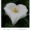 Calla Lily
