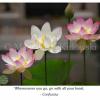 Lotus Flowers