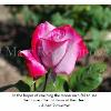 Pink rose starting to open