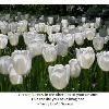 White tulips