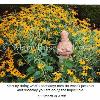 Saint Francis among black eyed Susans