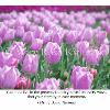 Lavendar Tulips