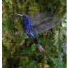 Blue Hummingbird